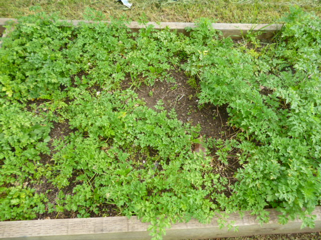 Parents growing herbs and vegetables